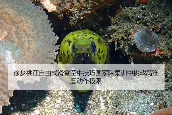 徐梦桃在自由式滑雪空中技巧国家队集训中挑战高难度动作极限